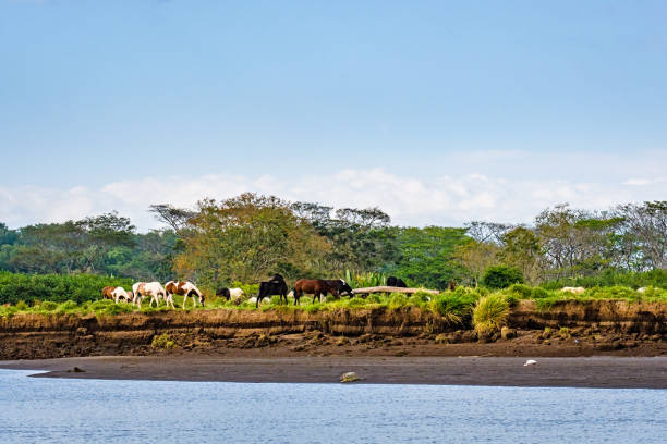 istock Vibrant landscape with horses 966004056
