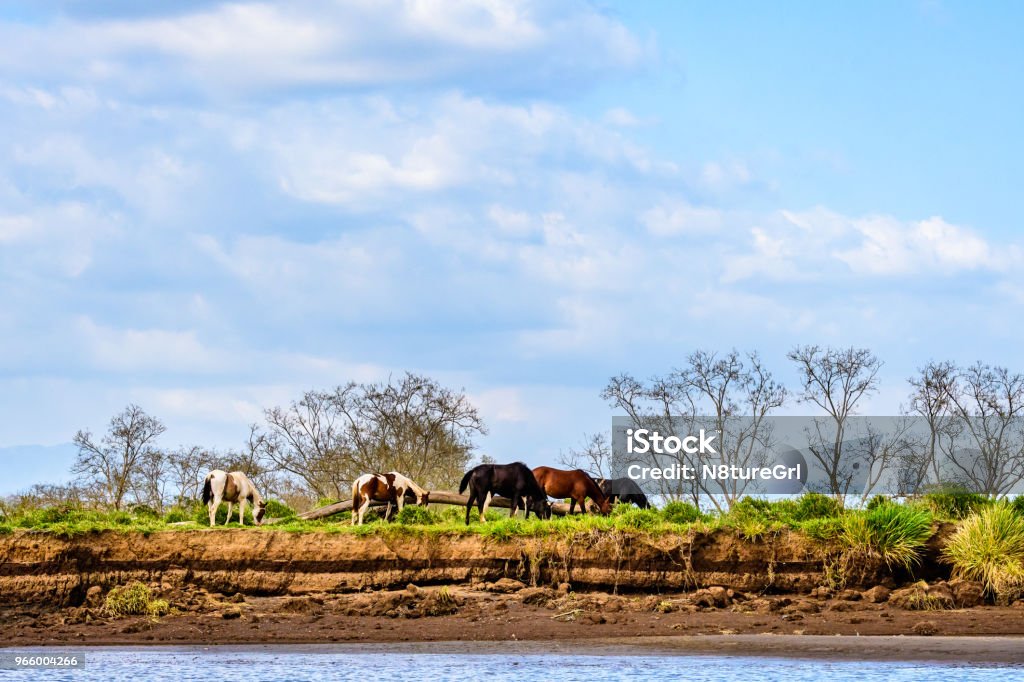 Lebendige Landschaft mit Pferden - Lizenzfrei Baum Stock-Foto