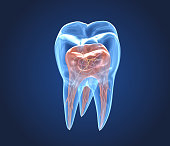 Transparent teeth. 3d renderings of endodontics inner structure