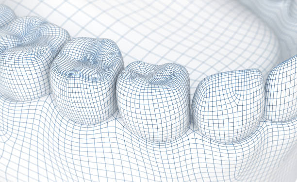 Mouth gum and teeth. Wire 3d model illustration