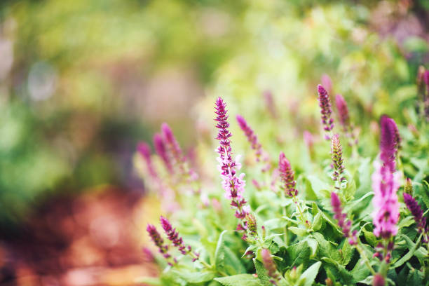 Salvia plants growing in warm sunlight