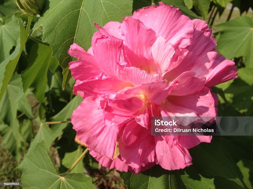 beautiful pink Double-petalled Pink Hibiscus Blossom with an Yellow Butterfly on a Sunny Day in the Park Abstract Stock Photo