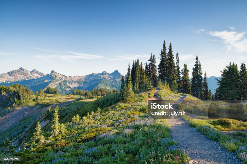 Skyline Trail in Mount Rainier - Royalty-free Alberta Stockfoto