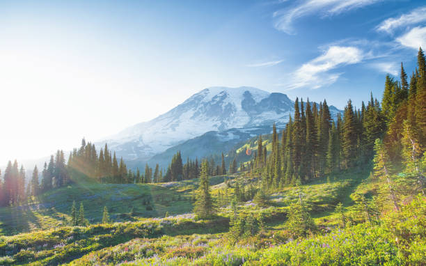 Mount Rainier in Summer Skyline Trail, Panorama Point mt rainier stock pictures, royalty-free photos & images