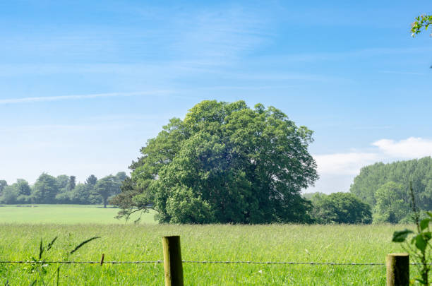 istock An oak tree beyond a barbed wire fence in the lush summer countryside 966035106