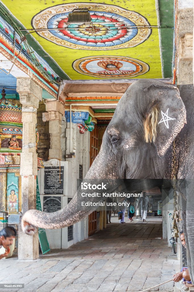 Elefant Segen einen Mann - Lizenzfrei Einzelnes Tier Stock-Foto