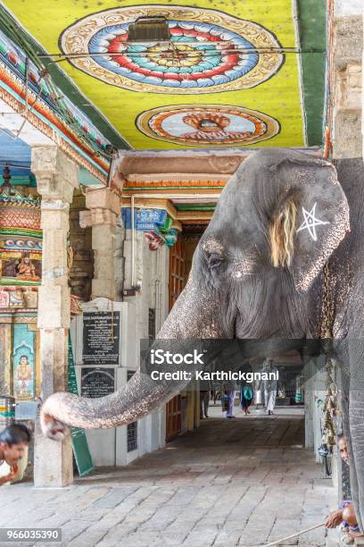 Elefant Segen Einen Mann Stockfoto und mehr Bilder von Einzelnes Tier - Einzelnes Tier, Elefant, Erwachsene Person