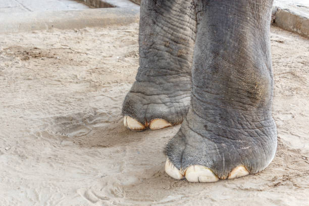 istock Legs of temple elephant 966036154