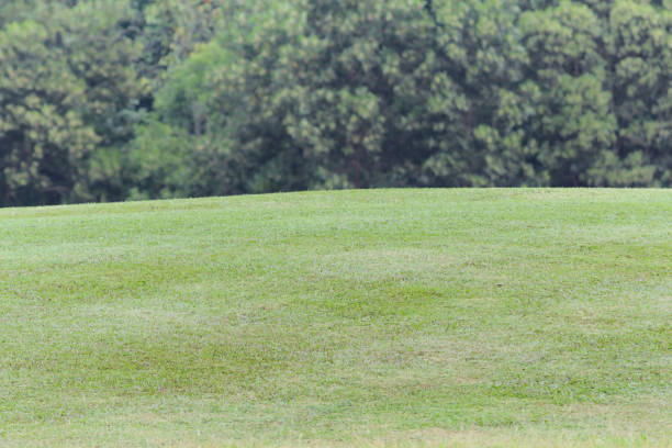 istock Green Grass Meadow Field for Nature Background 966040850