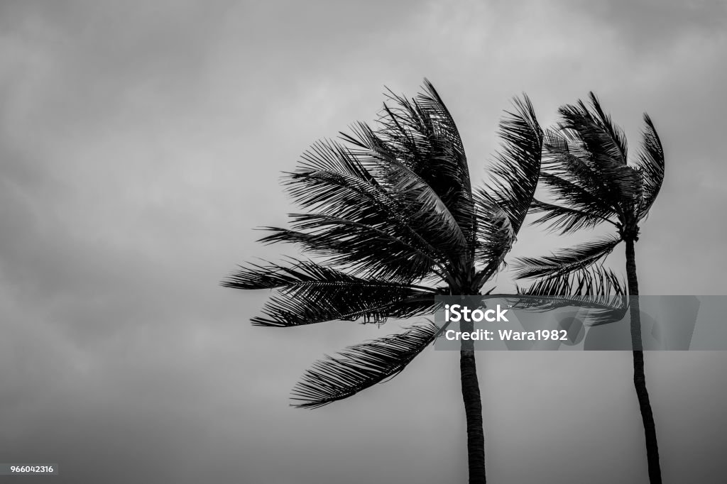 Paar Kokospalme an regnerischen Tag - Lizenzfrei Wind Stock-Foto