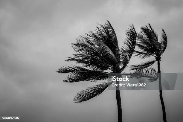 Paar Kokospalme An Regnerischen Tag Stockfoto und mehr Bilder von Wind - Wind, Schwarzweiß-Bild, Palme