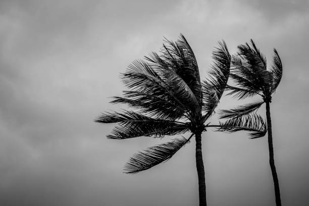 istock Couple coconut palm tree on rainy day 966042316