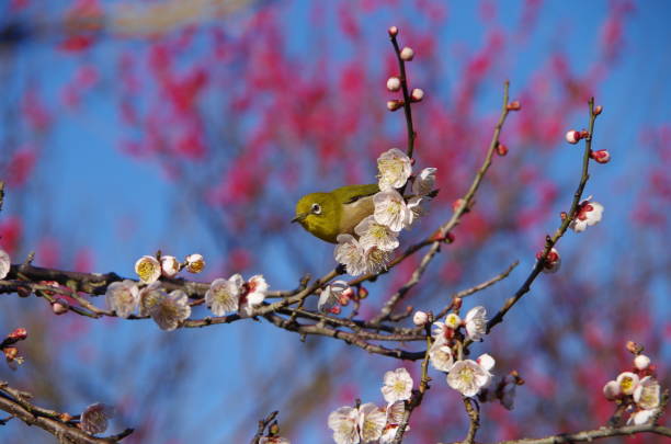 istock Japanese white-eye and Plum blossom 966046442