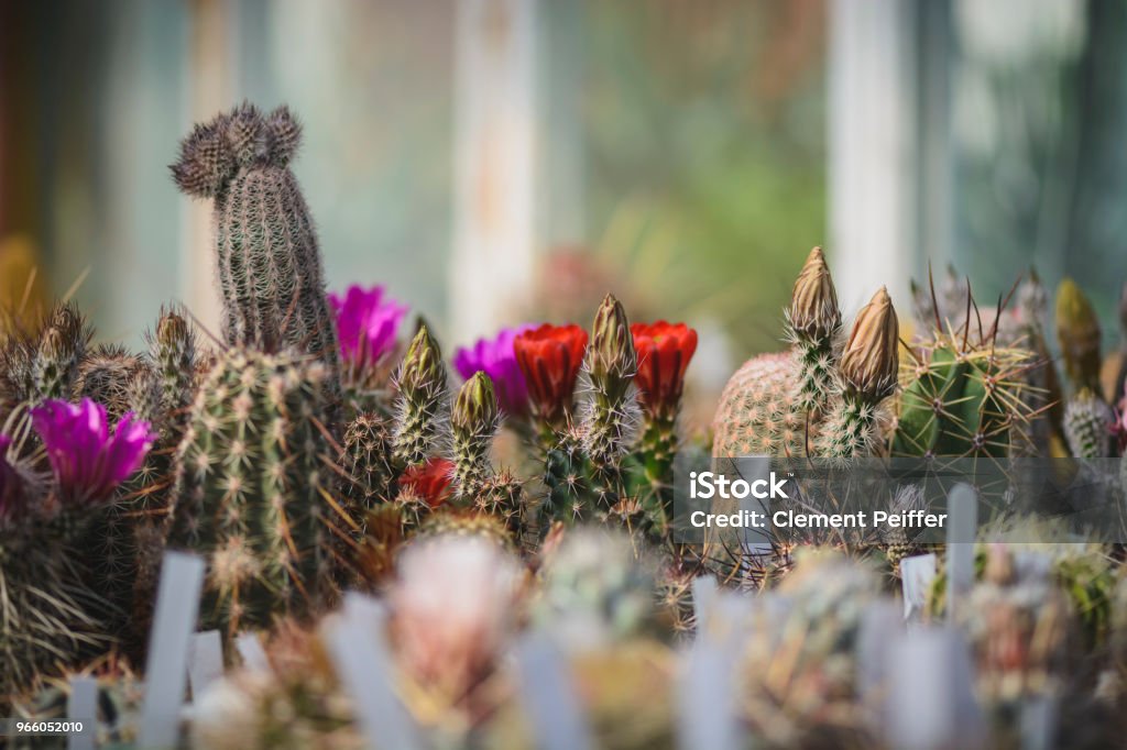 Kaktus-Hintergrund mit Platz für text.cactus Knospe und Blumen. - Lizenzfrei Arrangieren Stock-Foto