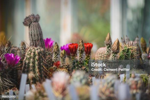 Kaktushintergrund Mit Platz Für Textcactus Knospe Und Blumen Stockfoto und mehr Bilder von Arrangieren