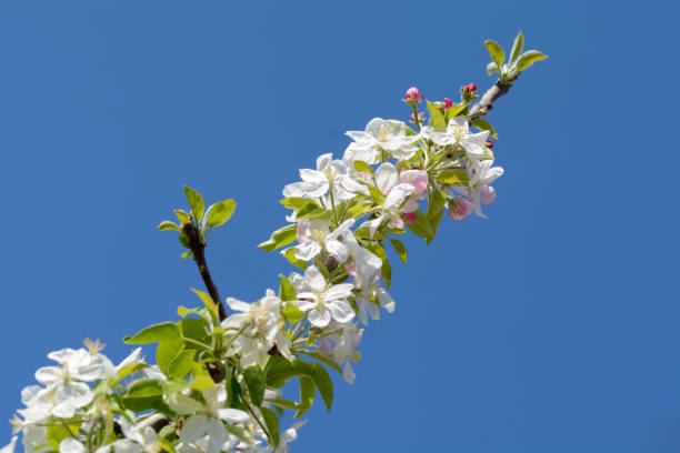 istock apple tree branch with Flowers against deep blue sky. 966052030