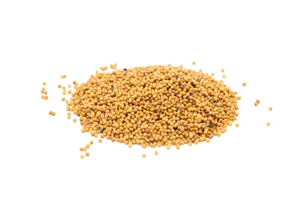 istock Pile of mustard seeds 966052486