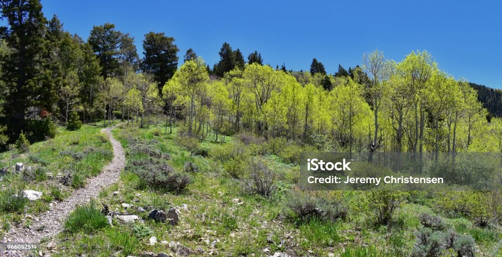 Wandern Weg auf die Oquirrh Berge entlang der Wasatch Front Rocky Mountains, von Kennecott Rio Tinto Copper mine, Tooele und der Great Salt Lake Valley im Frühjahr. Utah, USA. - Lizenzfrei Alpine - Utah Stock-Foto