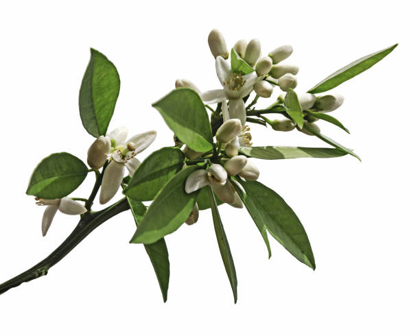 istock close up of citrus flowers 966053602