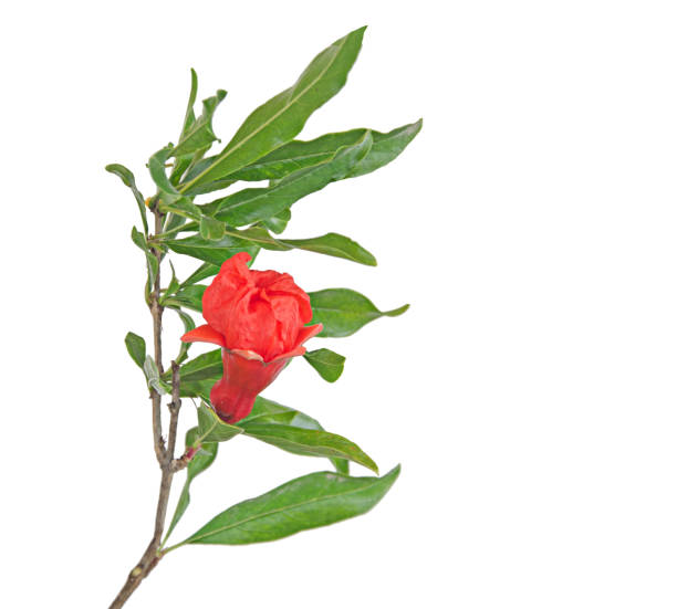 istock Pomegranate branch with flowers 966053778
