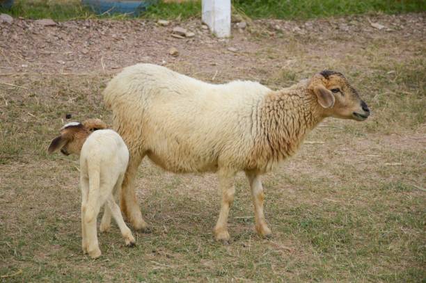 istock cute sheep in nature garden 966053794