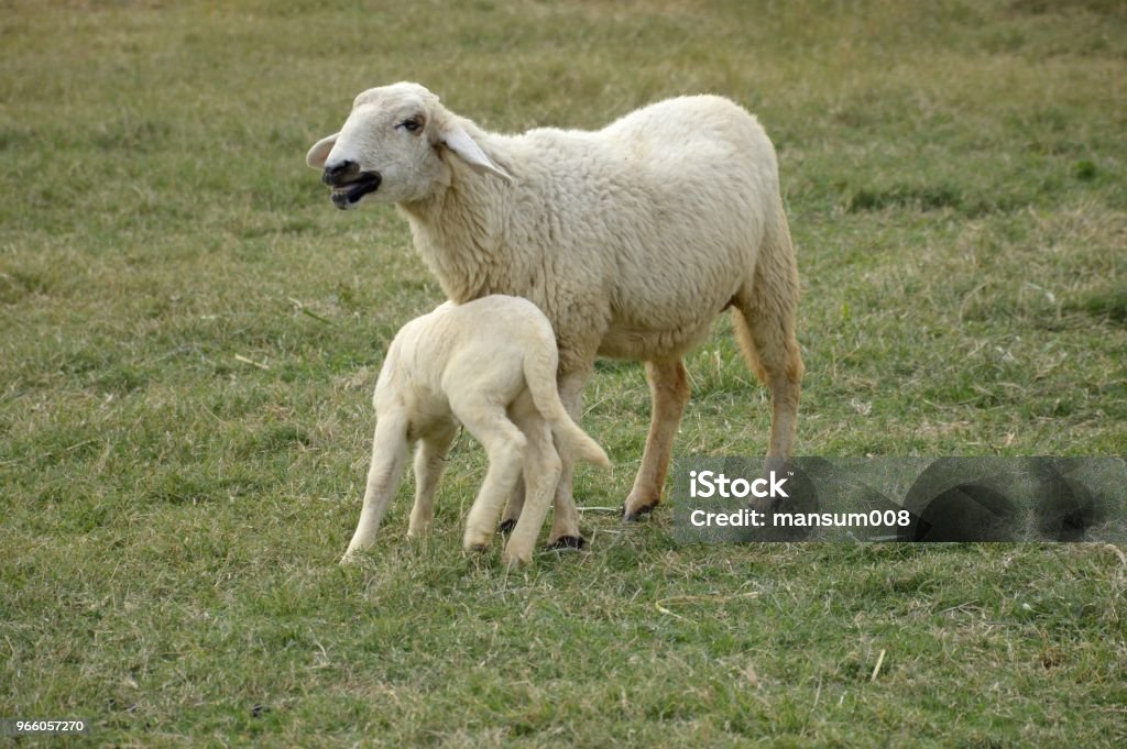 niedlichen Schafe im Garten der Natur - Lizenzfrei Agrarbetrieb Stock-Foto