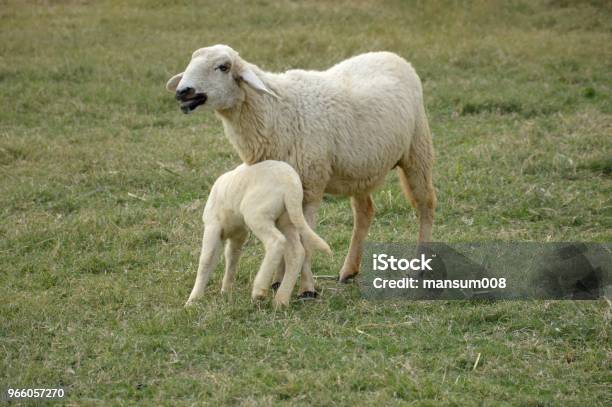 Niedlichen Schafe Im Garten Der Natur Stockfoto und mehr Bilder von Agrarbetrieb - Agrarbetrieb, Feld, Fotografie