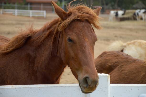 istock brown horse in country Thailand 966058280