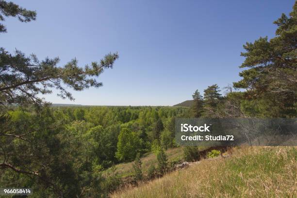 Schöne Aussicht Auf Den See Durch Die Pinie Stockfoto und mehr Bilder von Baum - Baum, Beleuchtet, Bunt - Farbton