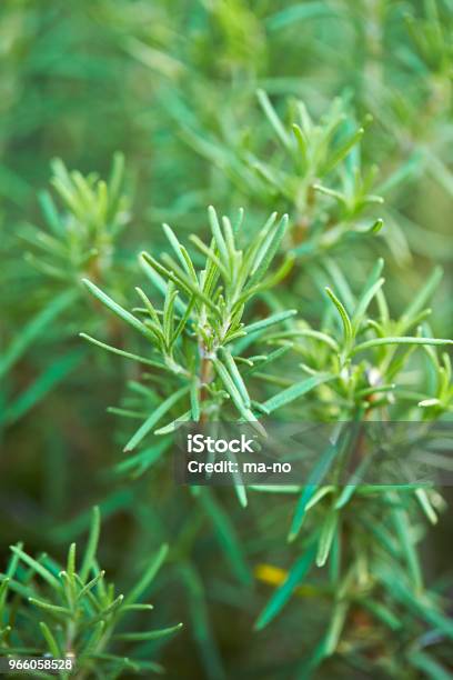 Rosmarin Stockfoto und mehr Bilder von Ast - Pflanzenbestandteil - Ast - Pflanzenbestandteil, Blatt - Pflanzenbestandteile, Fotografie