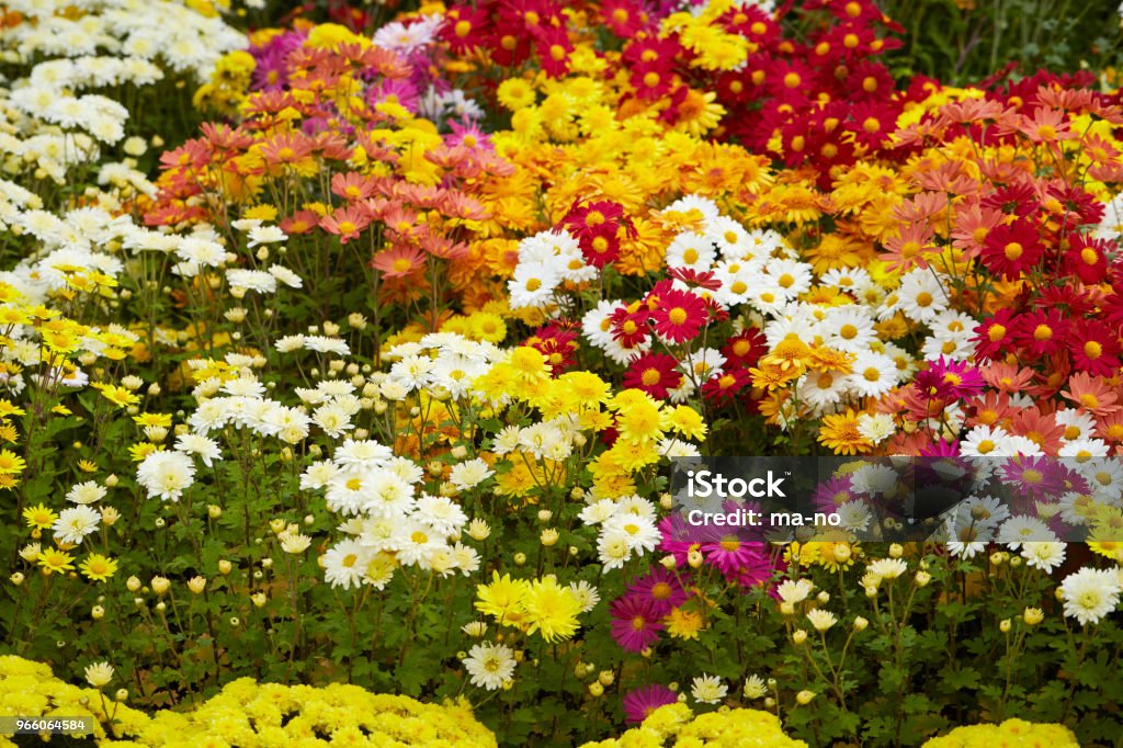 Blomma trädgård - Royaltyfri Bakgrund Bildbanksbilder