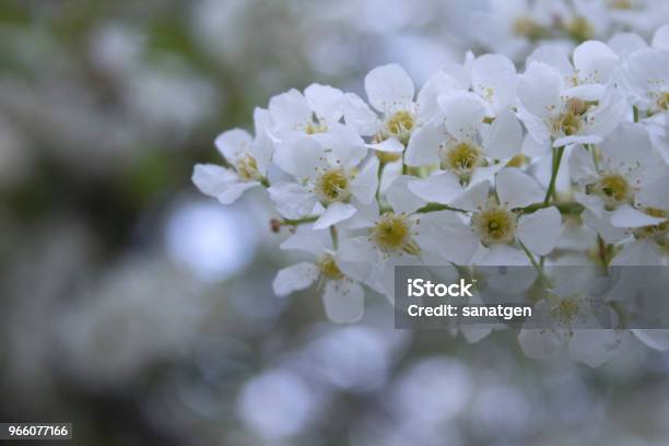 Blumen Von Blühenden Vogelkirsche Im Frühjahr Nahaufnahme Mit Einem Weichzeichner Stockfoto und mehr Bilder von Agrarbetrieb