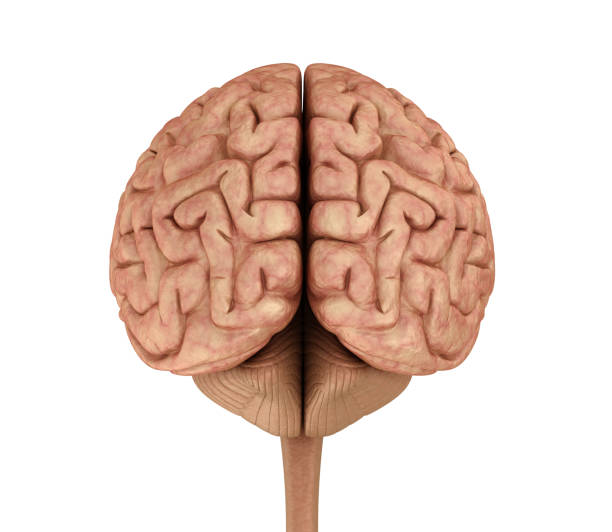 istock Human brain 3D model, isolated on white. Medically accurate 3D illustration 966082034