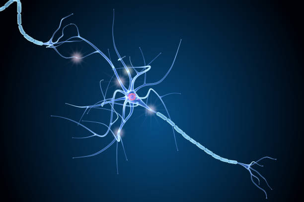 Nerve cell anatomy in details. 3D illustration