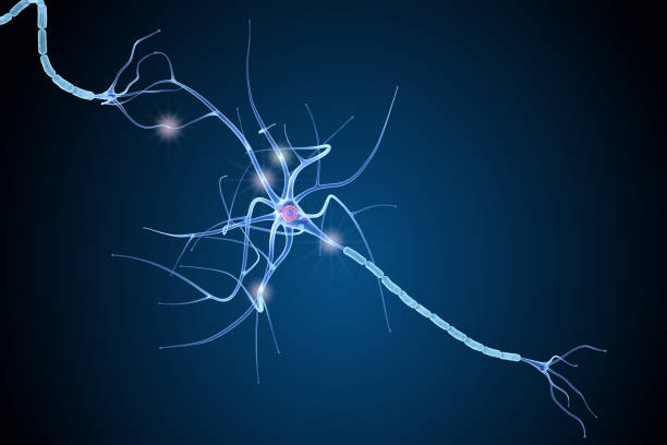 Nerve cell anatomy in details. 3D illustration Nerve cell anatomy in details. 3D illustration medulla stock pictures, royalty-free photos & images