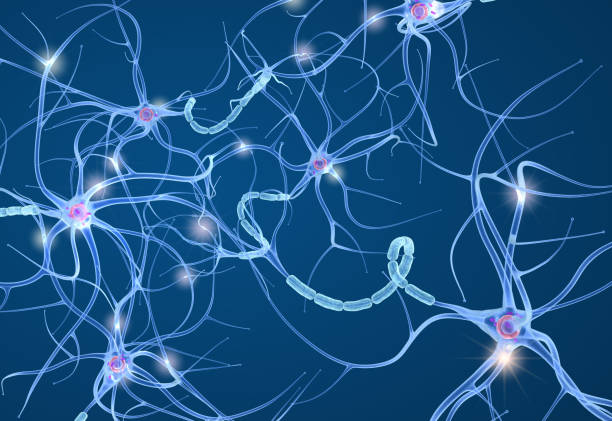 istock Nerve cell anatomy in details. 3D illustration 966082930