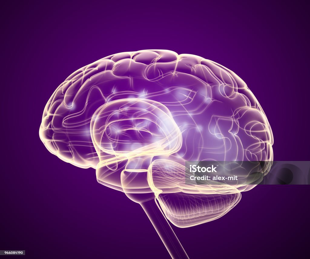 Human brain X-ray scan , Medically accurate 3D illustration Anatomy Stock Photo