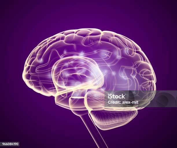 Human Brain Xray Scan Medically Accurate 3d Illustration Stock Photo - Download Image Now