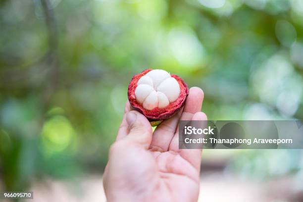 Frische Mangostanfrüchte Obst Tropische Früchte Mit Süßen Saftigen Weißen Segmenten Des Fleisches Innen Eine Dicke Violette Rinde Mit Natur Hintergrund Mangostan Mangostan Fleisch Köstlichen Früchten Isoliert Nahaufnahme Selektiven Fokus Stockfoto und mehr Bilder von Asien