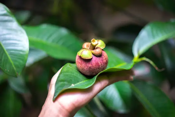 Fresh mangosteens fruit, tropical fruit with sweet juicy white segments of flesh inside a thick purple rind with nature background, mangosteen flesh, delicious fruit isolated, close up, selective focus, mangosteen.