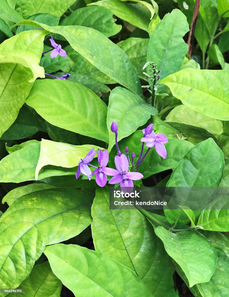 Pseuderanthemum graciflorum или Pseuderanthemum crenulatum или Pseuderanthemum andersonii или фиолетовый ixora или Голубая кроссандра или Флорида сумерки или голубые сумерки цвет� - Стоковые фото Без людей роялти-фри