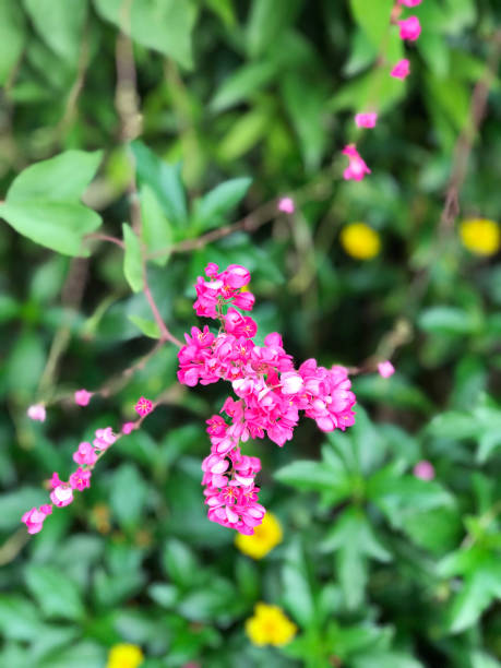 istock Antigonon leptopus or Mexican creeper or Bee bush or Corol vine or San Miguelito vine or Chain of love flowers. 966096516
