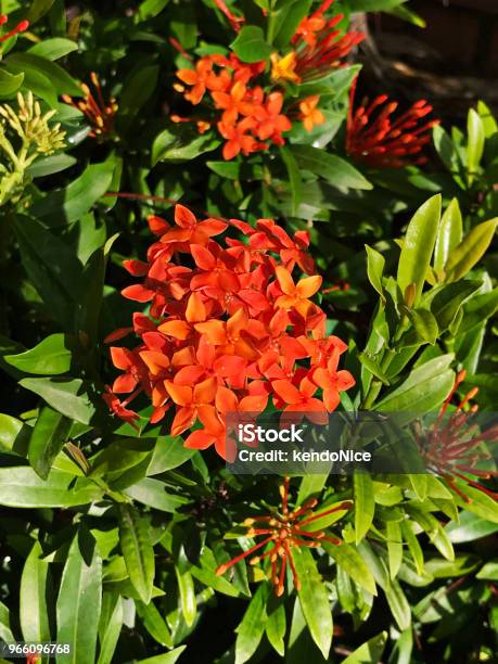 Orange Ixora Flowers Stock Photo - Download Image Now - Biodiversity, Biology, Blossom