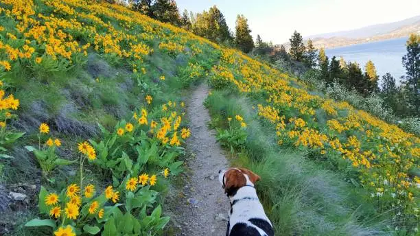 Hound makes his way though a trail of flowers