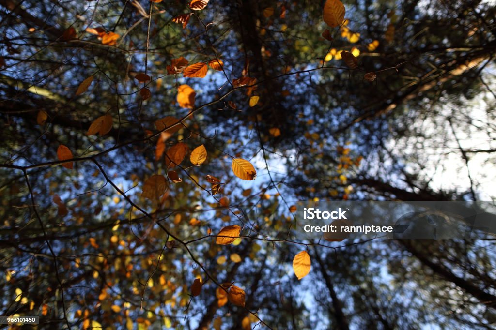 Ein Baldachin aus bunten Blättern im Herbst - Lizenzfrei Ahorn Stock-Foto