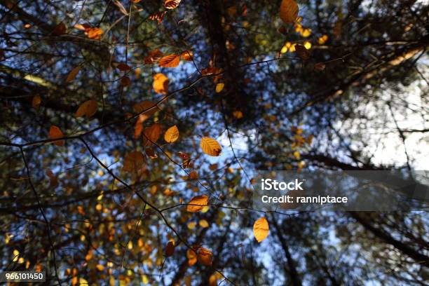Ein Baldachin Aus Bunten Blättern Im Herbst Stockfoto und mehr Bilder von Ahorn - Ahorn, Ast - Pflanzenbestandteil, Baum