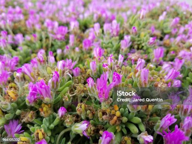 Delosperma Cooperi La-foton och fler bilder på Blomma - Blomma, Fotografi - Bild, Horisontell