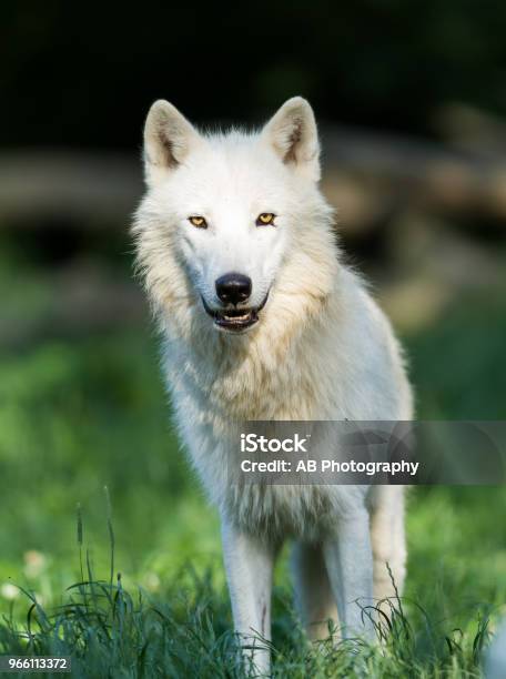 Loup Blanc Weißer Wolf Stockfoto und mehr Bilder von Polarwolf - Polarwolf, Arktis, Auge