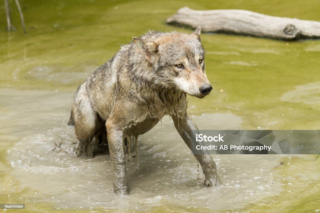 Loup Gris - Grauwolf - Lizenzfrei Europäischer Wolf Stock-Foto