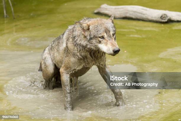 Loup Gris Grauwolf Stockfoto und mehr Bilder von Europäischer Wolf - Europäischer Wolf, Fell, Fotografie